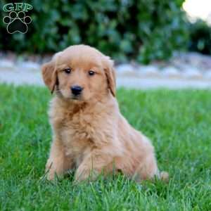 Jewel, Golden Retriever Puppy