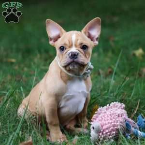 Jewel, French Bulldog Puppy