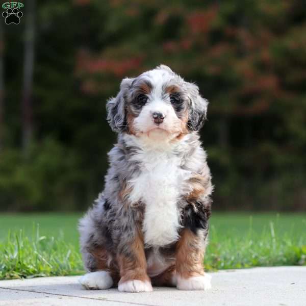 Jewel, Mini Bernedoodle Puppy