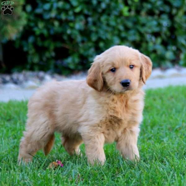 Jiffy, Golden Retriever Puppy