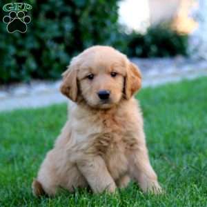 Jiffy, Golden Retriever Puppy