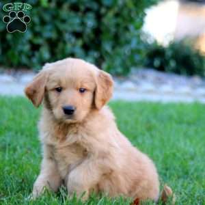 Jiffy, Golden Retriever Puppy