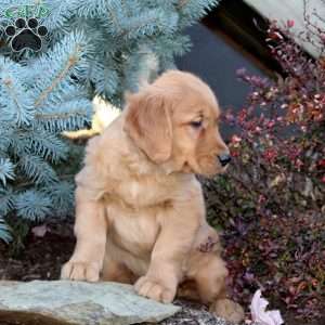 Jill, Golden Retriever Puppy