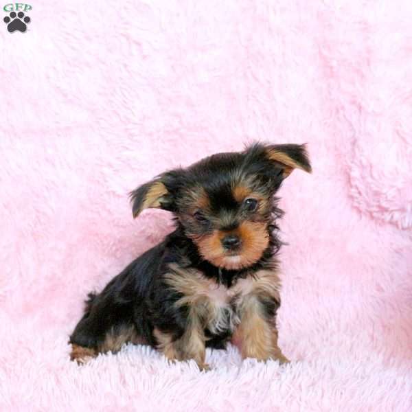 Jill, Yorkie Puppy