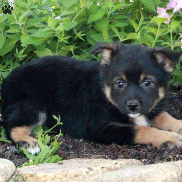 Jill, Fox Terrier Mix Puppy