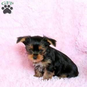 Jill, Yorkie Puppy