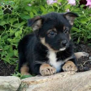 Jill, Fox Terrier Mix Puppy