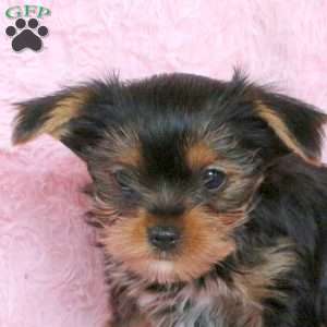 Jill, Yorkie Puppy