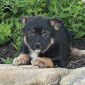 Jill, Fox Terrier Mix Puppy