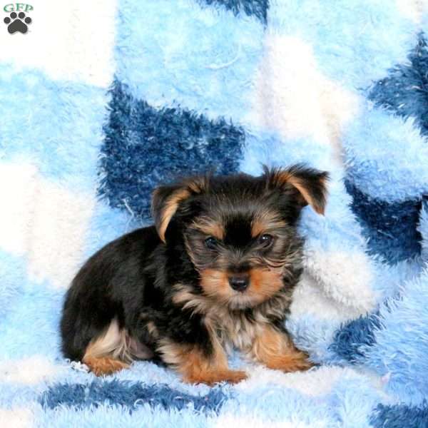 Jim, Yorkie Puppy