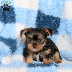 Jim, Yorkie Puppy