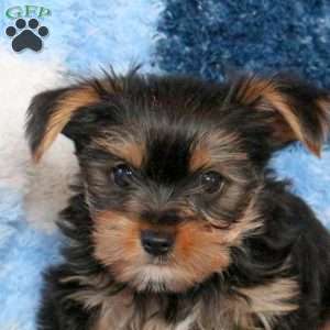 Jim, Yorkie Puppy