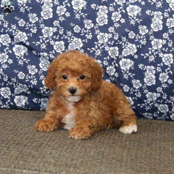 Jodi, Toy Poodle Puppy