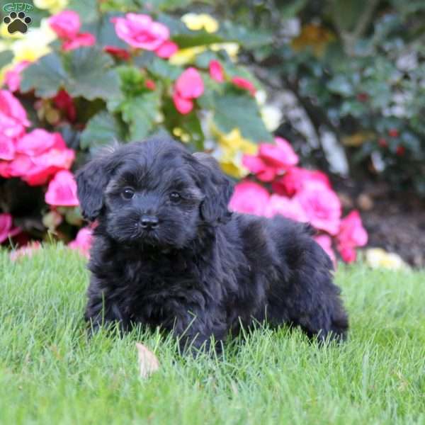 Jodi, Shih-Poo Puppy