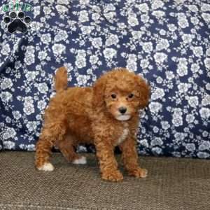 Jodi, Toy Poodle Puppy