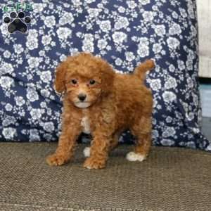 Jodi, Toy Poodle Puppy