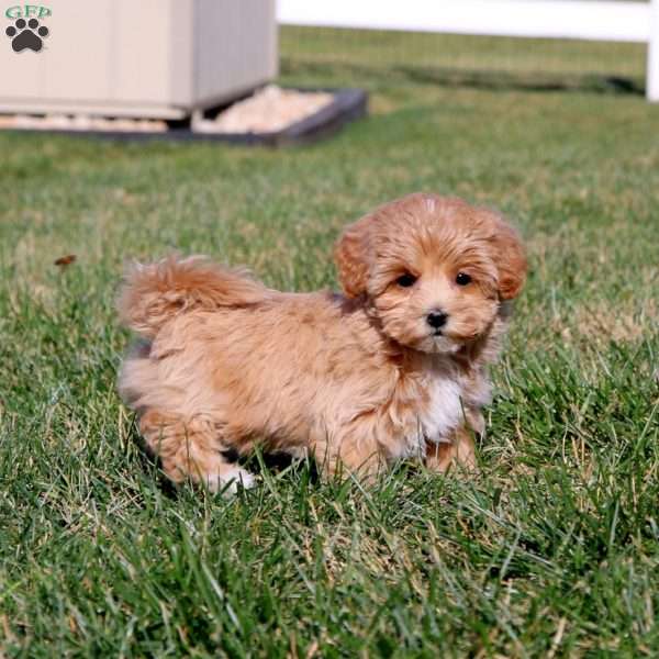 Jodi, Maltipoo Puppy