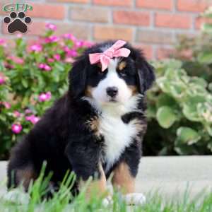 Jody, Bernese Mountain Dog Puppy