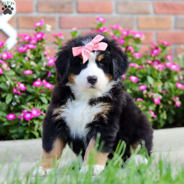 Jody, Bernese Mountain Dog Puppy