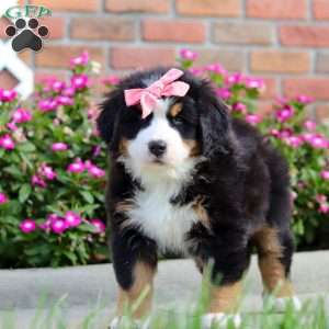 Jody, Bernese Mountain Dog Puppy