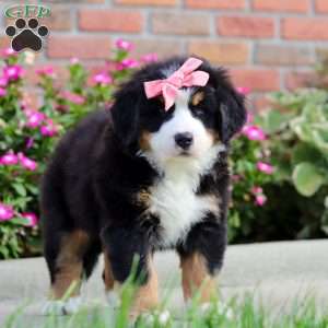 Jody, Bernese Mountain Dog Puppy