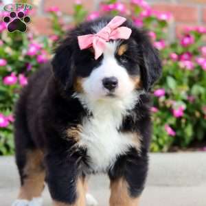 Jody, Bernese Mountain Dog Puppy