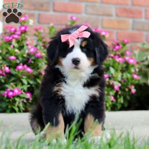 Jody, Bernese Mountain Dog Puppy