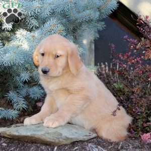 Joe, Golden Retriever Puppy