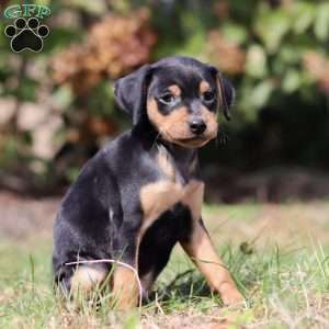 Joe, Miniature Pinscher Puppy