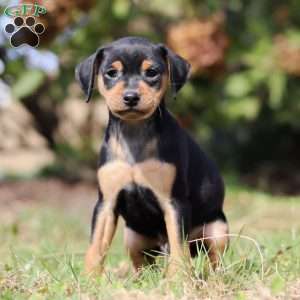 Joe, Miniature Pinscher Puppy