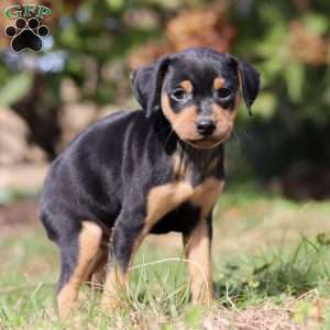 Joe, Miniature Pinscher Puppy