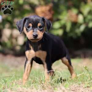 Joe, Miniature Pinscher Puppy