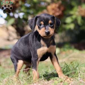 Joe, Miniature Pinscher Puppy