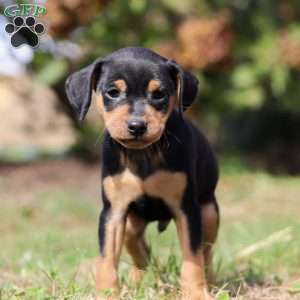 Joe, Miniature Pinscher Puppy