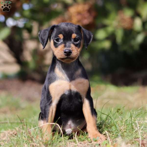 Joe, Miniature Pinscher Puppy