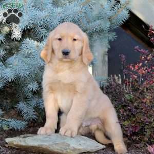 Joel, Golden Retriever Puppy