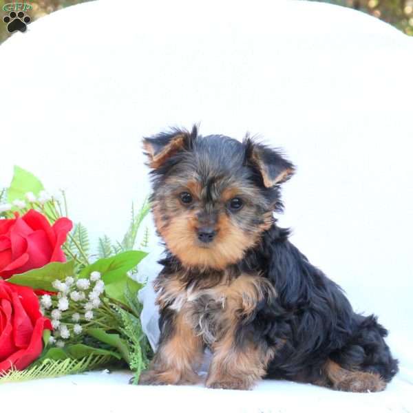 Joelle, Yorkie Puppy