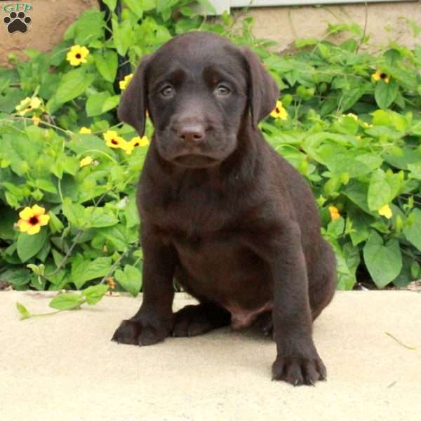 Joey, Chocolate Labrador Retriever Puppy