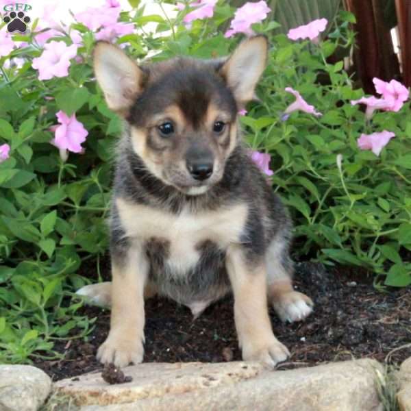 Joey, Fox Terrier Mix Puppy