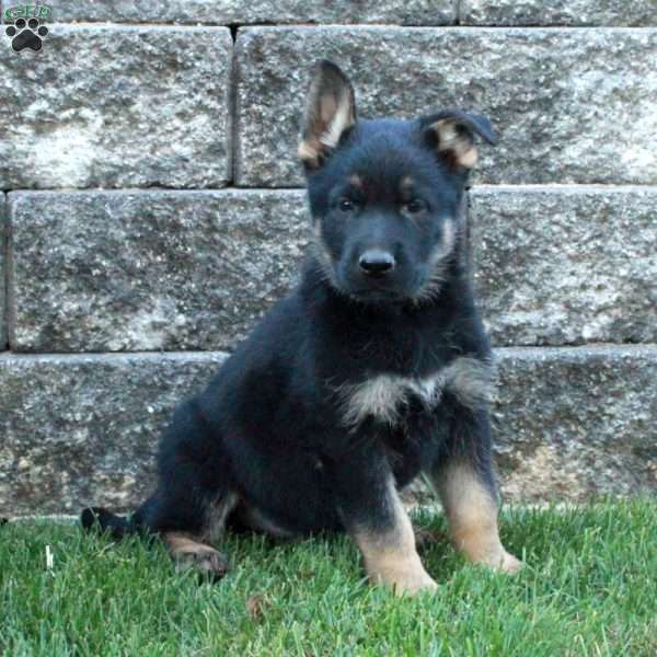 Joey, German Shepherd Puppy