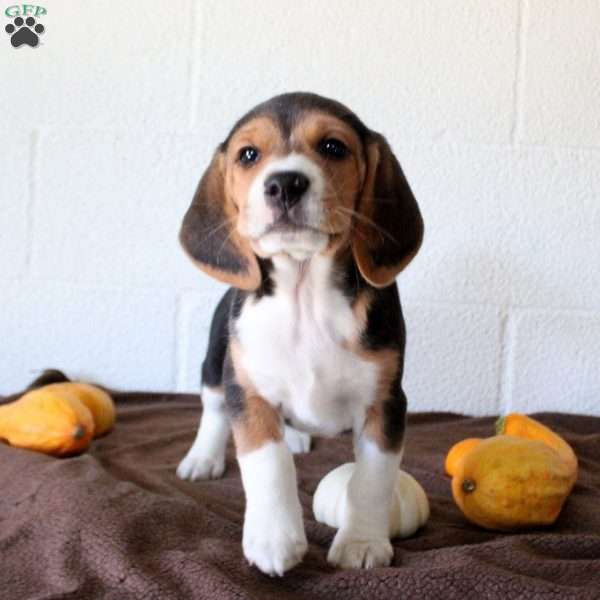 Joey, Beagle Puppy