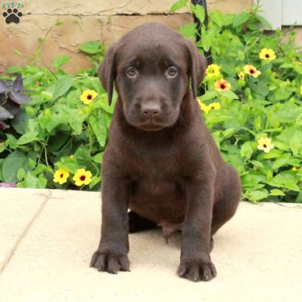 Johnny, Chocolate Labrador Retriever Puppy