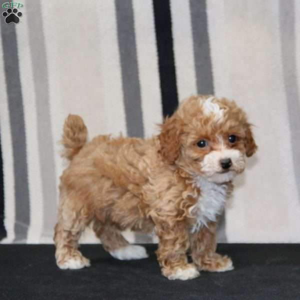 Jojo, Toy Poodle Puppy