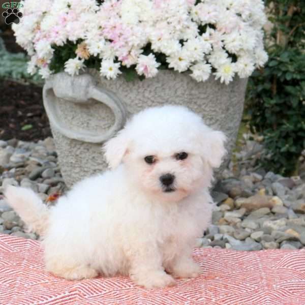 Jonah, Bichon Frise Puppy