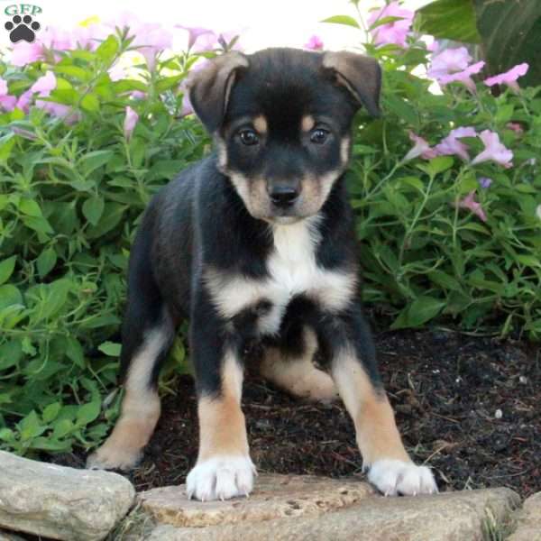 Jonas, Fox Terrier Mix Puppy