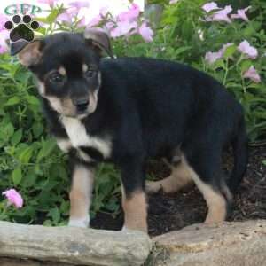 Jonas, Fox Terrier Mix Puppy