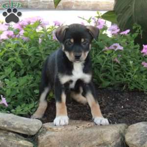 Jonas, Fox Terrier Mix Puppy