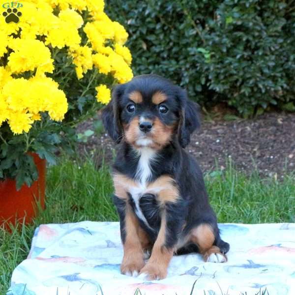 Jordan, Cavalier King Charles Spaniel Puppy