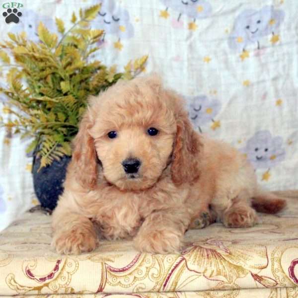 Jordan, Mini Goldendoodle Puppy