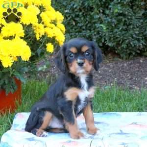 Jordan, Cavalier King Charles Spaniel Puppy